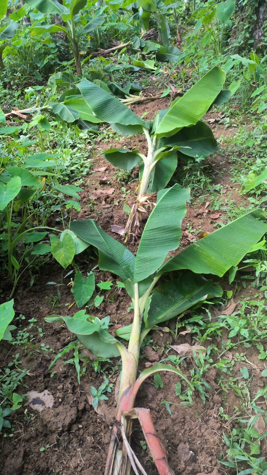 Farmers are suffering from adverse weather conditions and swine flu.