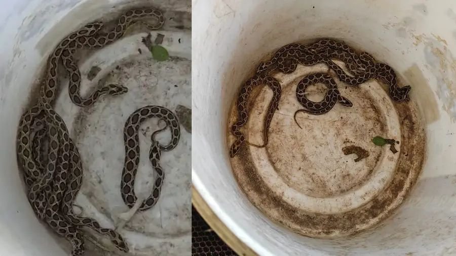 Sanctuary of snakes in and around the house; 10 ants caught in Karunagappally