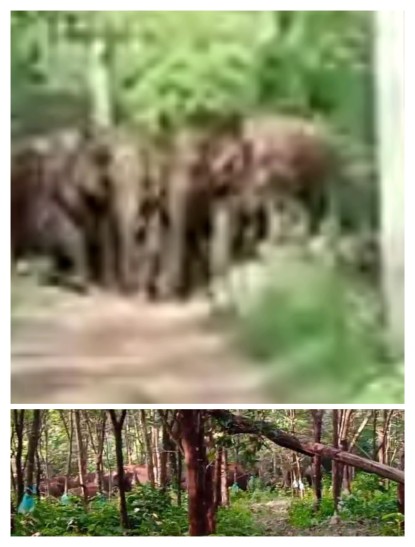 The herd of wild elephants rushed towards the plantation workers, three women collapsed and the supervisor fell to the ground with a leg injury .