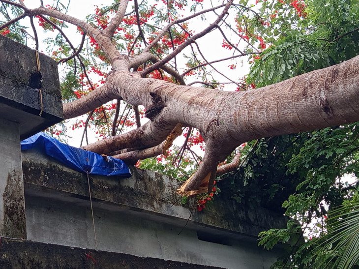 Tree falls in strong winds and rain