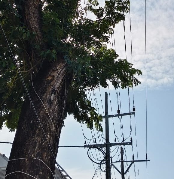 In Chetuva, the power lines between the trees near the National Highway Service Road are a menace to the locals.